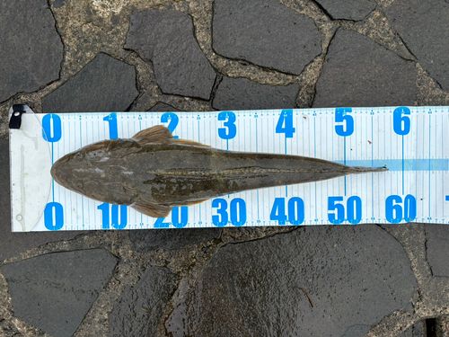 マゴチの釣果
