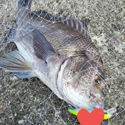 チヌ