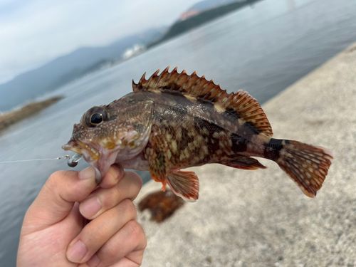 カサゴの釣果
