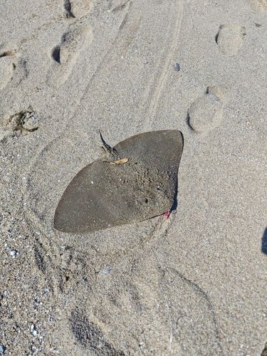 ツバクロエイの釣果