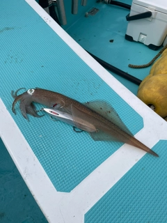 ヤリイカの釣果