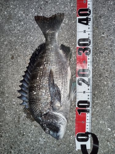 クロダイの釣果