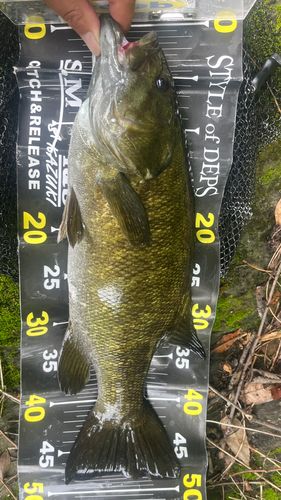 スモールマウスバスの釣果