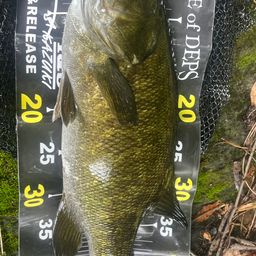 スモールマウスバス