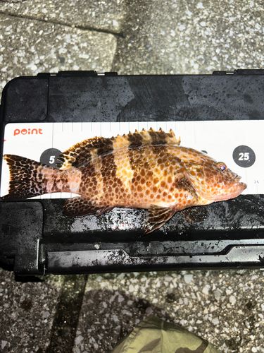オオモンハタの釣果