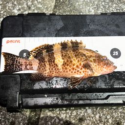 オオモンハタ