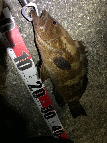 オオモンハタの釣果