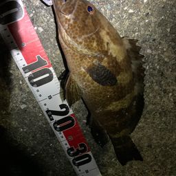 オオモンハタ