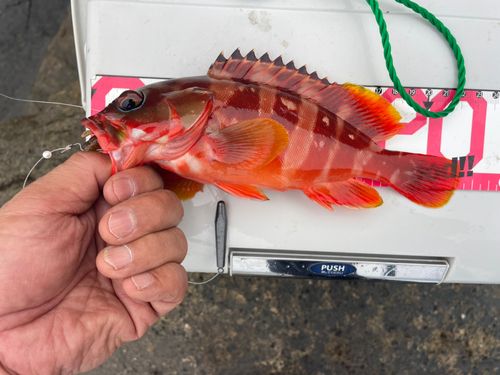 アカハタの釣果