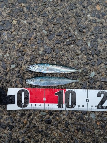 サバの釣果