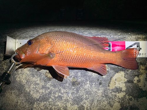 マングローブジャックの釣果