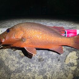 マングローブジャック