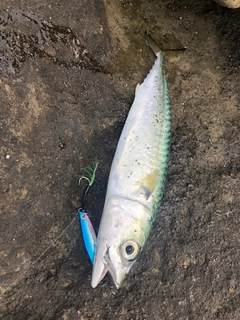 マサバの釣果