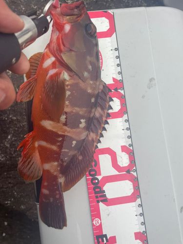 アカハタの釣果