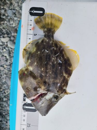 カワハギの釣果