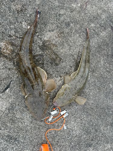 マゴチの釣果