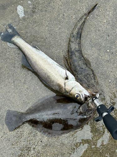 シーバスの釣果