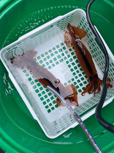 スルメイカの釣果