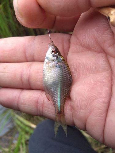 タイリクバラタナゴの釣果