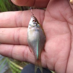 タイリクバラタナゴ