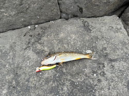 クロムツの釣果