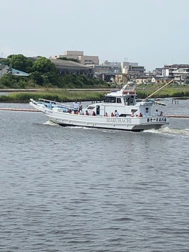 シロギスの釣果