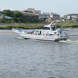 シロギス