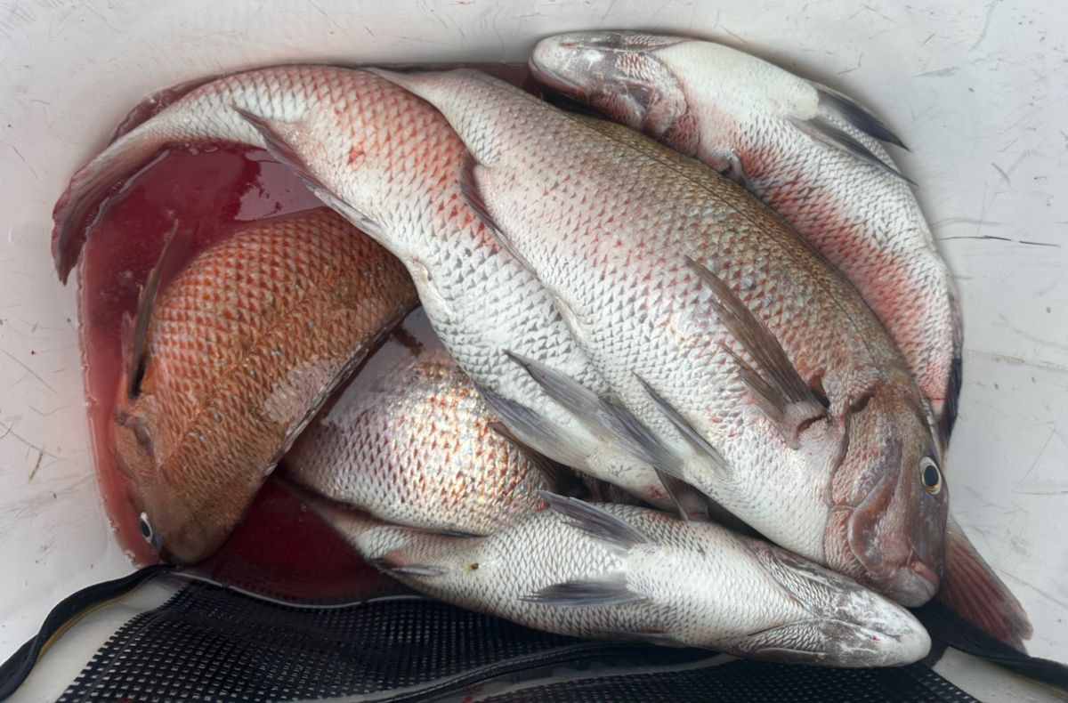 一休丸@城ヶ島さんの釣果 2枚目の画像