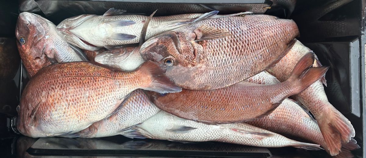 一休丸@城ヶ島さんの釣果 3枚目の画像