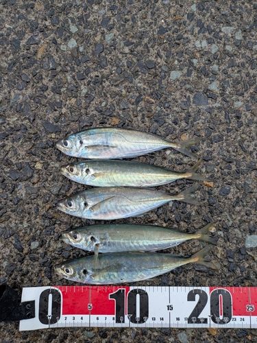 マルアジの釣果