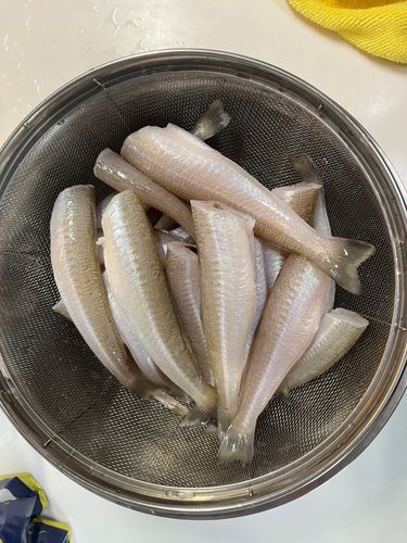キスの釣果