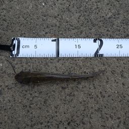 アメリカナマズ