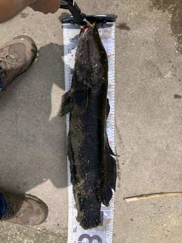 ライギョの釣果