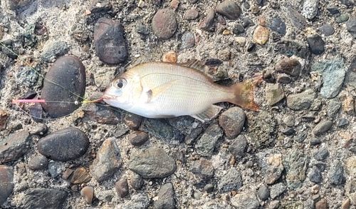 チャリコの釣果