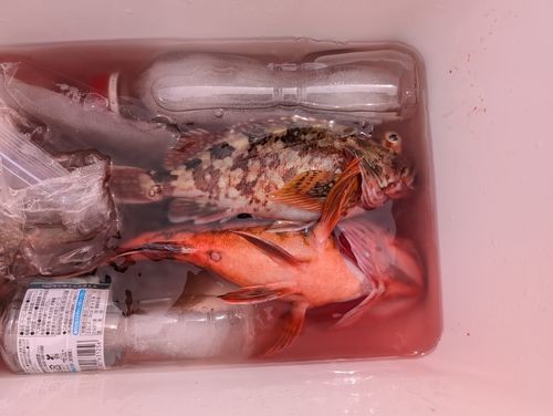 カサゴの釣果