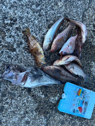 クロソイの釣果