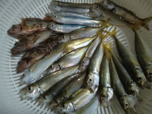 アジの釣果