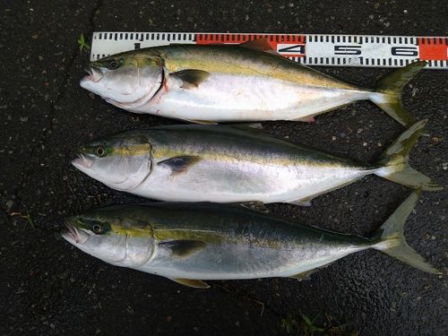 ワラサの釣果