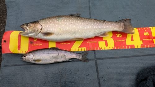 アメマスの釣果