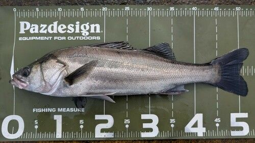 シーバスの釣果