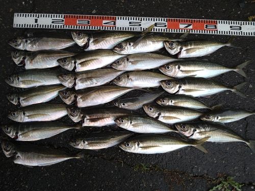 アジの釣果
