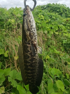 ライギョの釣果