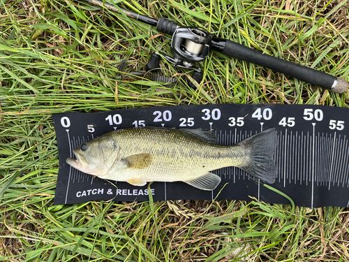 ラージマウスバスの釣果
