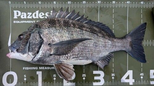 クロダイの釣果