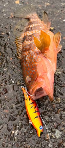 アコウの釣果