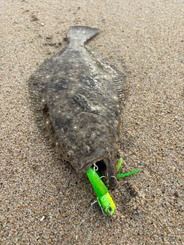 ヒラメの釣果