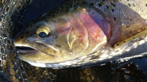 レインボートラウト