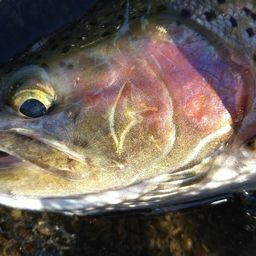 レインボートラウト