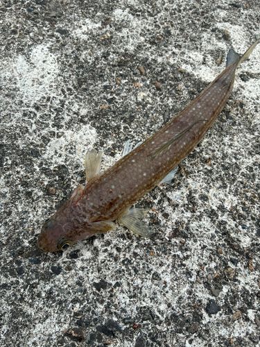 エソの釣果