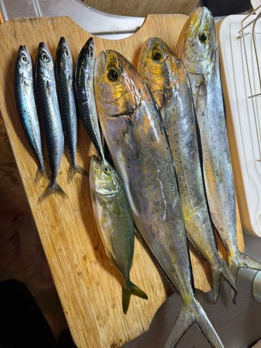 シイラの釣果